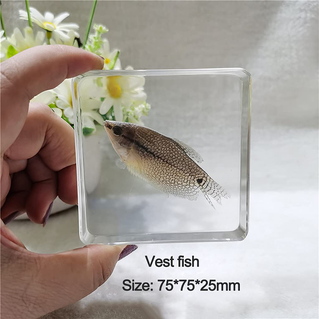 Amazon.co.jp: 本物の昆虫樹脂標本、本物の海洋動物標本、本物の